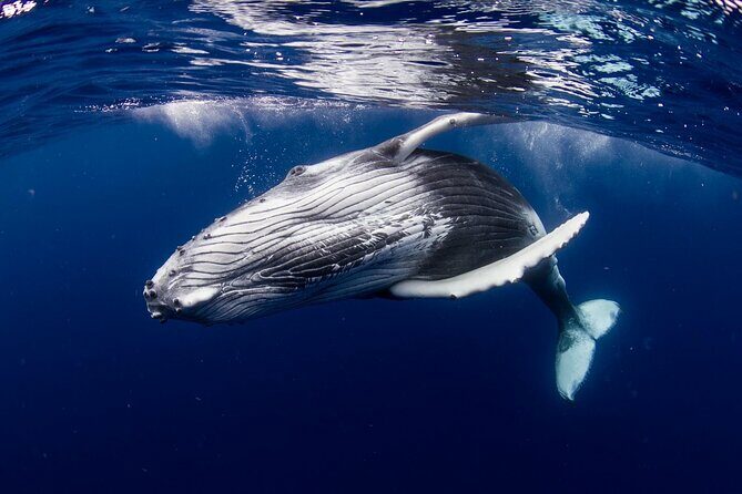 Half Day Tour : Moorea Snorkeling & Sailing on a Catamaran named Taboo - The Small-Group Advantage