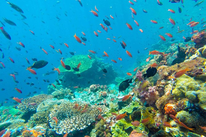 Half Day Tour Snorkeling in Nha Trang Bay Included Lunch - Additional Information