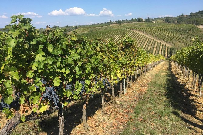 HALF-DAY Tour to Chianti Wine Region: CHIANTI COLORS & FLAVORS - Tasting Experience