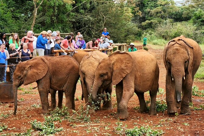 Half Day Tour to Elephant Orphanage & Giraffe Centre Nairobi - Inclusions