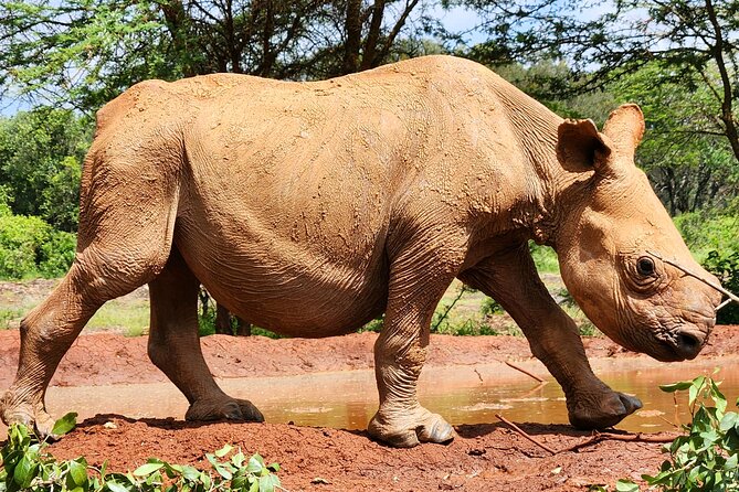 Half Day Tour to Elephant Orphanage & Giraffe Centre Nairobi - Exclusions
