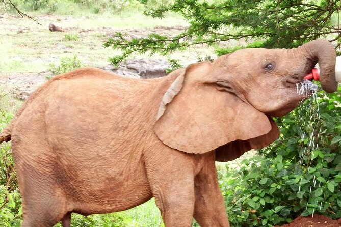 Half Day Tour to Elephant Orphanage & Giraffe Centre Nairobi - Meeting and Pickup