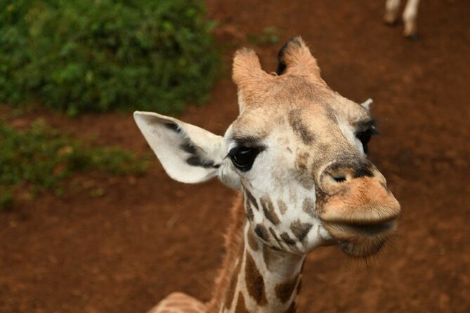 Half Day Tour to Elephant Orphanage & Giraffe Centre Nairobi - Cancellation Policy