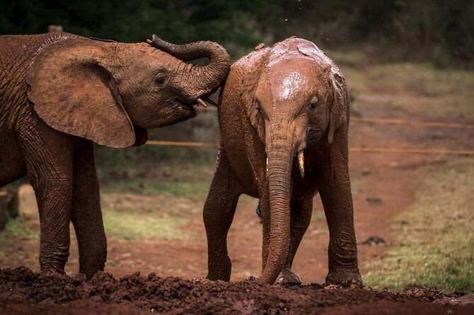 Half Day Tour to Elephant Orphanage & Giraffe Centre Nairobi - Weather Considerations