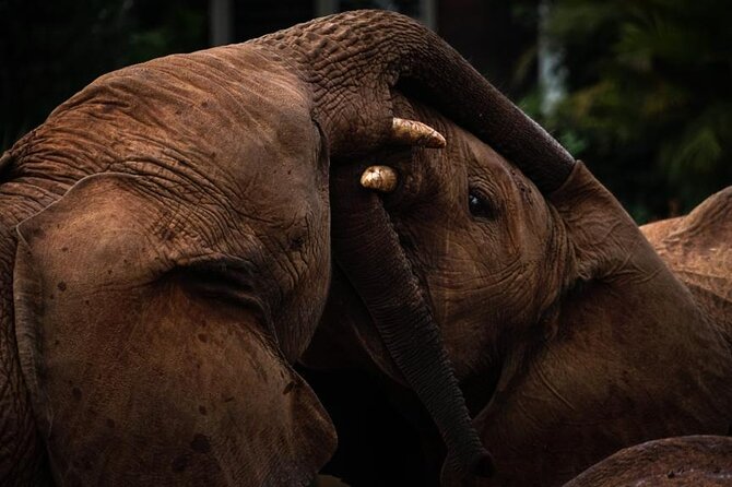 Half Day Tour to Elephant Orphanage & Giraffe Centre Nairobi - Minimum Traveler Requirement