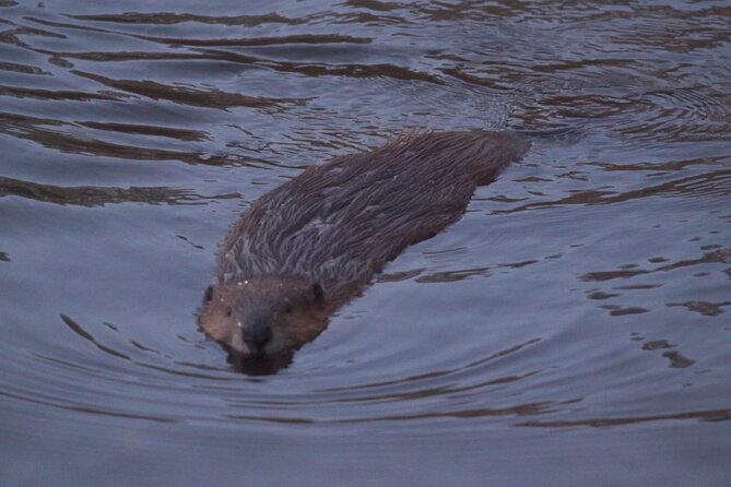 Half Day Tour to Lake Fagnano and Escondido - Wildlife and Scenery
