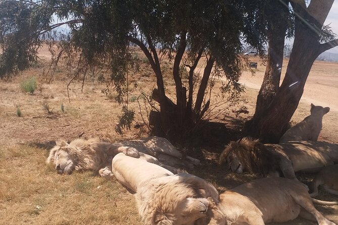 Half-Day Tour to Rhino And Lion Reserve in Krugersdorp - Accessibility and Participation