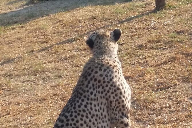 Half-Day Tour to Rhino And Lion Reserve in Krugersdorp - Wildlife Viewing Opportunities