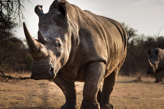 Half-Day Tour to Rhino And Lion Reserve in Krugersdorp - Guide Expertise and Insights