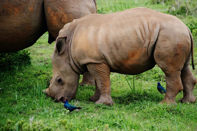 Half-Day Tour to Rhino And Lion Reserve in Krugersdorp - Photography Prospects