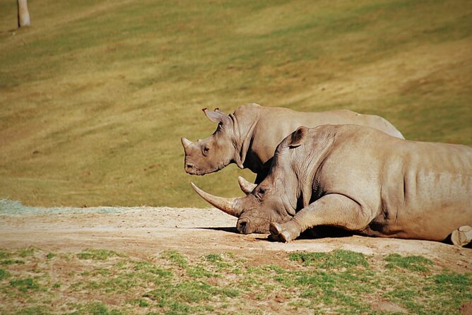 Half-Day Tour to Rhino And Lion Reserve in Krugersdorp - Booking and Cancellation Policy