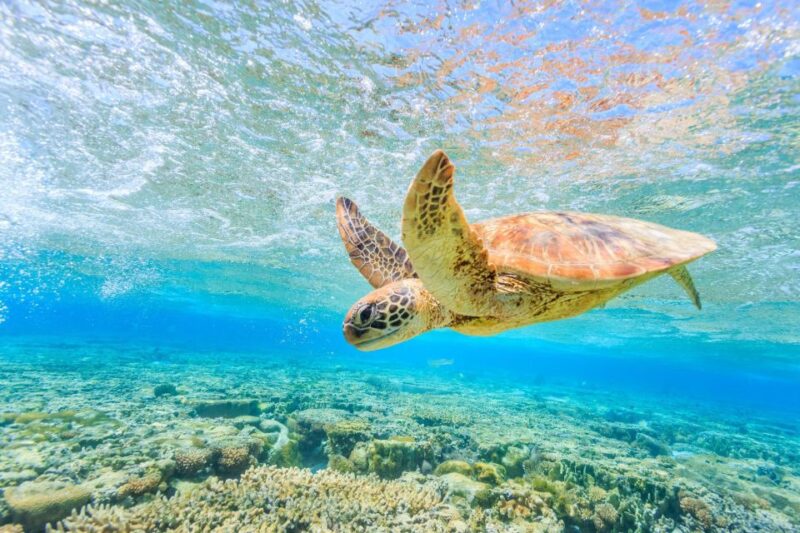 Half-Day Tour to Turtle Island & Keri Caves - Key Points