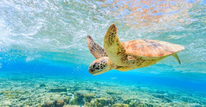 Half-Day Tour to Turtle Island & Keri Caves - Booking and Availability
