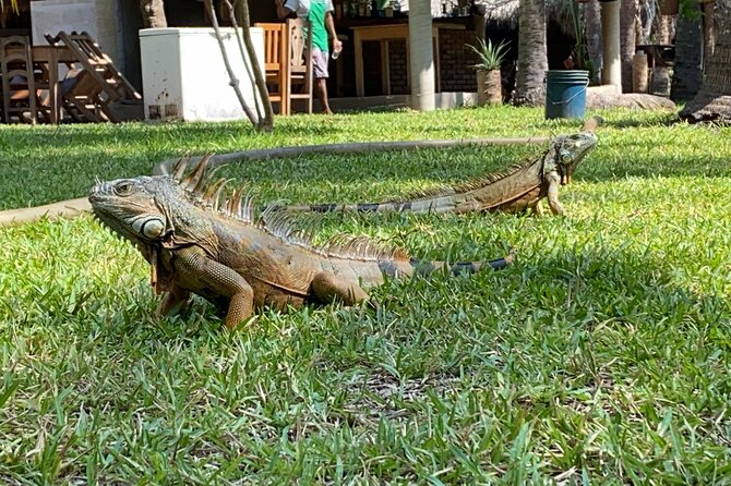 Half-Day Tour to Ventanilla, Mazunte, Zipolite and Puerto Angel - Ventanilla Experience