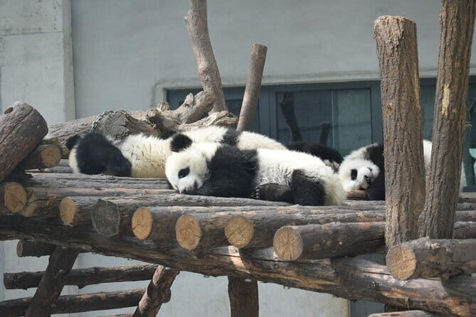 Half Day Tour to Xi'an Wild Panda Breeding and Protecting Center - The Itinerary in Detail
