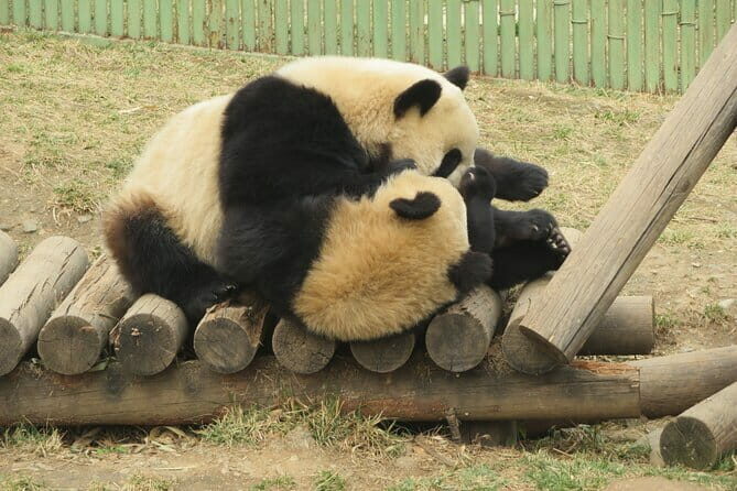 Half Day Tour to Xi'an Wild Panda Breeding and Protecting Center - Price and Value