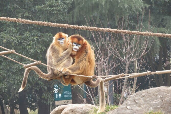 Half Day Tour to Xi'an Wild Panda Breeding and Protecting Center - Authentic Encounters and Practical Tips