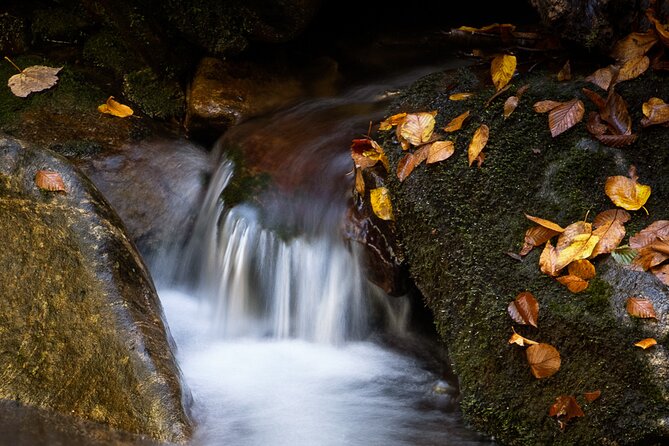 Half-Day Tour With Instruction in Autumn Color Photography - Health and Safety Guidelines