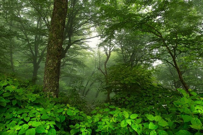 Half-Day Tour With Instruction in Vistas & Waterfall Photography - Additional Details