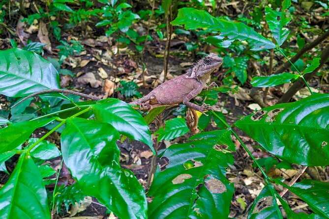 Half Day Trekking Cat Ba National Park - Pickup Information