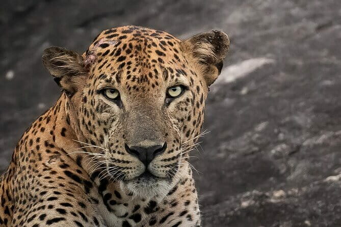 Half Day trip in Yala National Park - The Experience in Detail