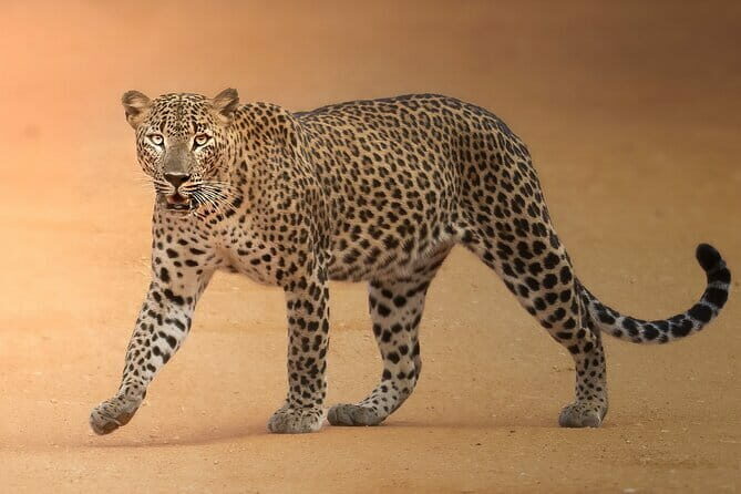 Half Day trip in Yala National Park - The Sum Up