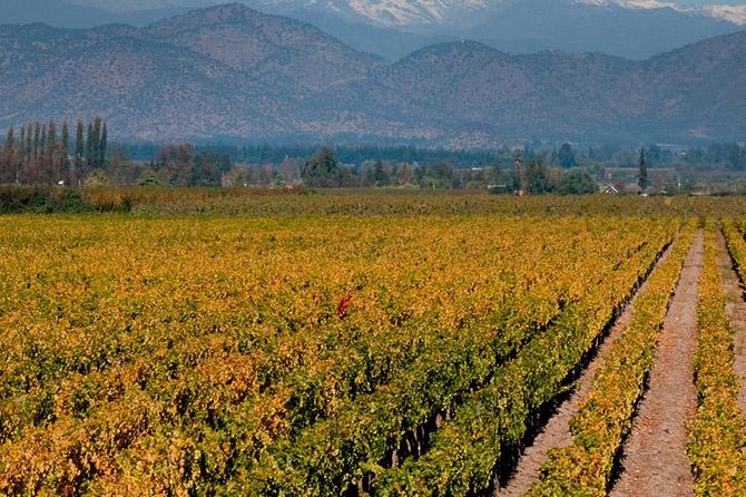 Half Day Trip to Cousiño Macul Vineyard From Santiago - Wine Tasting Included - Key Points