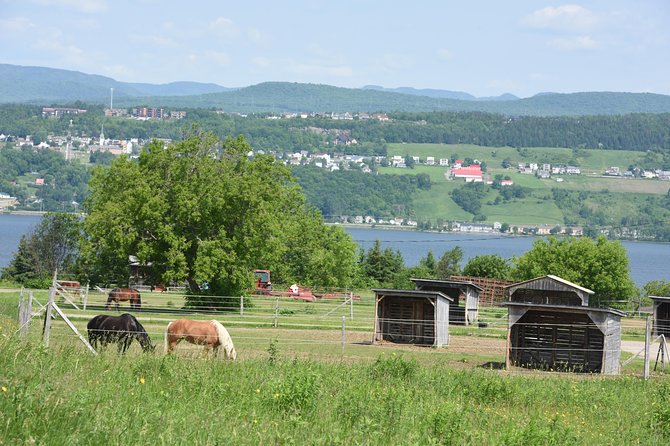 Half-Day Trip to Montmorency Falls and Ste-Anne-De-Beaupré From Quebec City - Exploring Traditional Villages and Farms