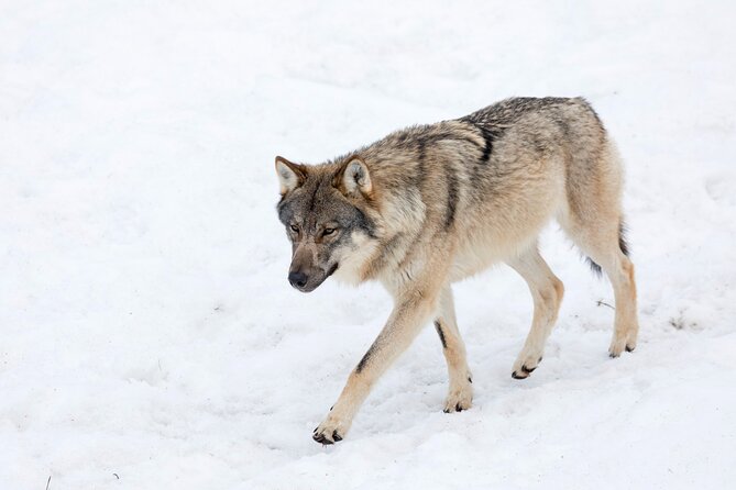 Half-Day Trip to Ranua Wildlife Park From Rovaniemi - Additional Considerations