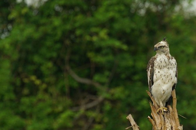 Half Day Udawalawe Safari (Entrance + Lunch) - Safari Inclusions