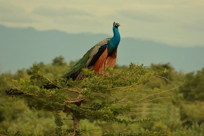 Half Day Udawalawe Safari (Entrance + Lunch) - Participant Information
