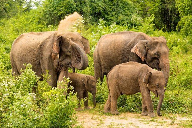 Half Day Udawalawe Safari From Kalutara (Entrance + Lunch) - Itinerary and Pickup Details
