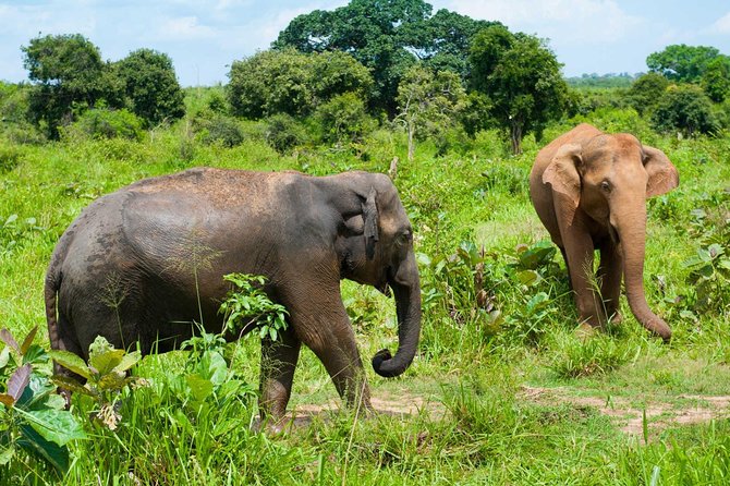 Half Day Udawalawe Safari From Kalutara (Entrance + Lunch) - Park Accessibility and Preparation