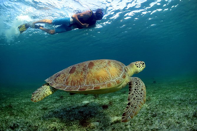 Half-Day Underwater World Tour - Snorkeling at Mesoamerican Reef