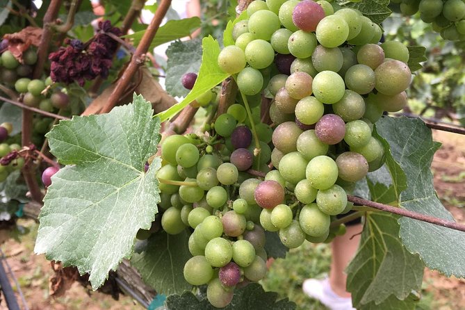 Half-Day Victoria to Cowichan Valley Wine Tour With Tastings - Meeting and End Point
