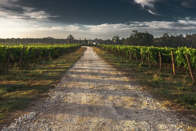 Half Day VIP Wine Tours Top Winery 5 Hours - Explore Authentic Chianti Vineyard