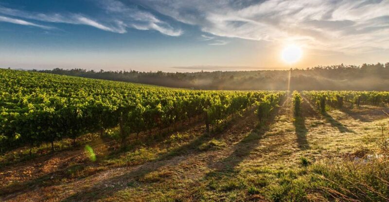 Half Day VIP Wine Tours Top Winery 5 Hours - Enjoy Local Cuisine