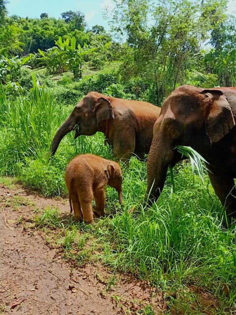 Half-Day Visit at CHIANGMAI ELEPHANT CARE Program (8am-1pm) - Key Points