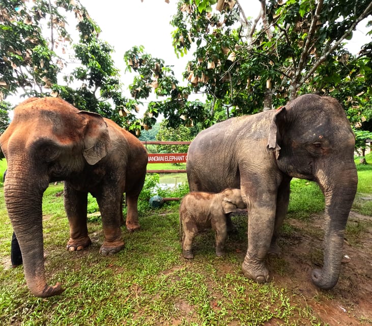 Half-Day Visit at CHIANGMAI ELEPHANT CARE Program (8am-1pm) - Bathing Elephants in the River