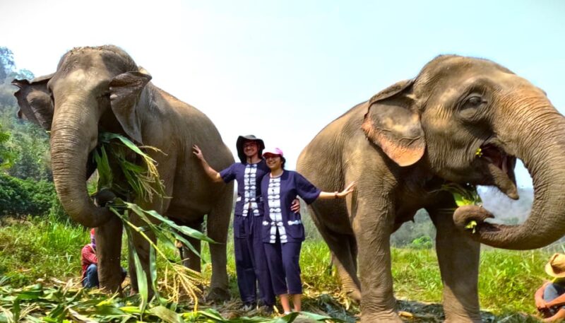 Half-Day Visit at CHIANGMAI ELEPHANT CARE Program (8am-1pm) - Reviews From Travelers