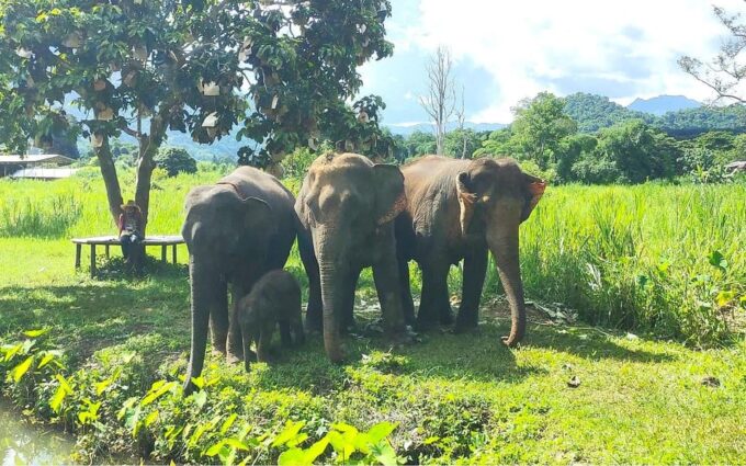 Half-Day Visit at CHIANGMAI ELEPHANT CARE Program (8am-1pm) - Logistics and Transportation