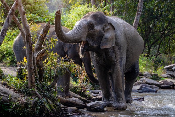 Half Day Visit Elephant Sanctuary in Samui - Included Activities and Experiences