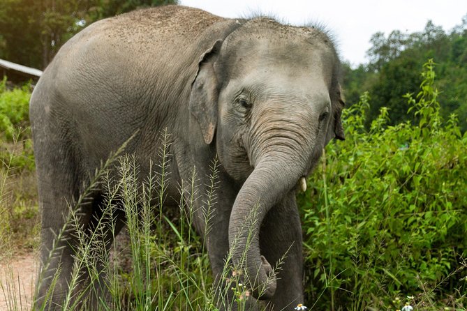 Half Day Visit Elephant Sanctuary in Samui - Guest Feedback and Highlights