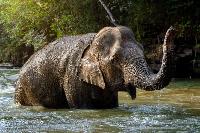 Half Day Visit Elephant Sanctuary in Samui - Dining and Dietary Considerations