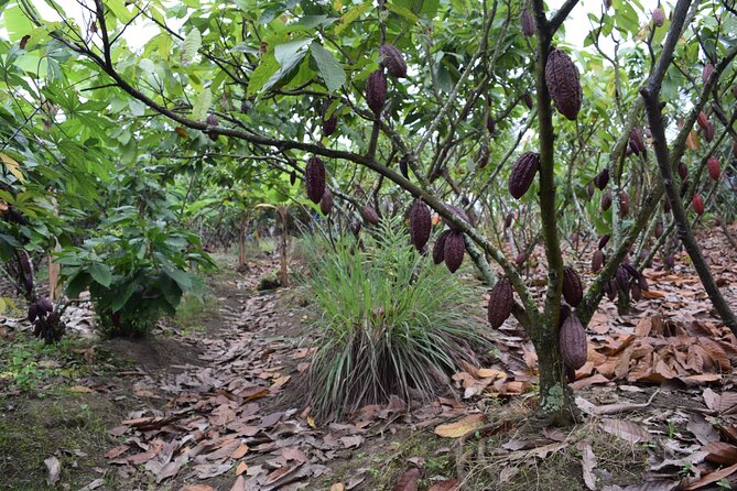Half Day: Visit to Cocoa Farm From Guayaquil - Cancellation Policy