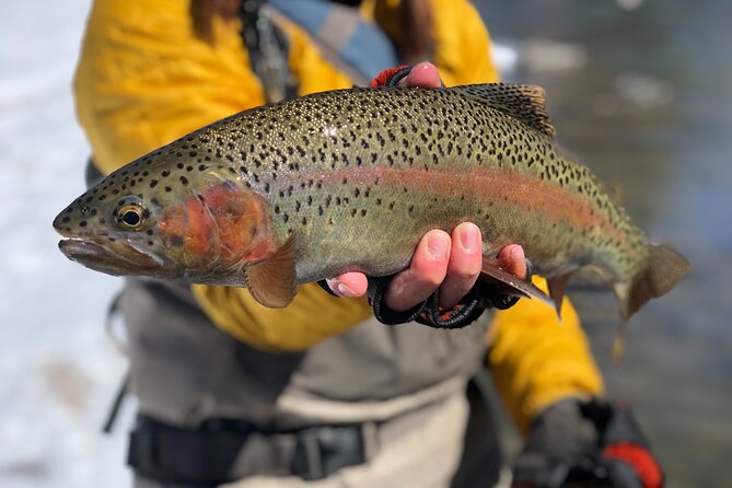 Half Day Walk and Wade Fly Fishing Trip - Fishing License