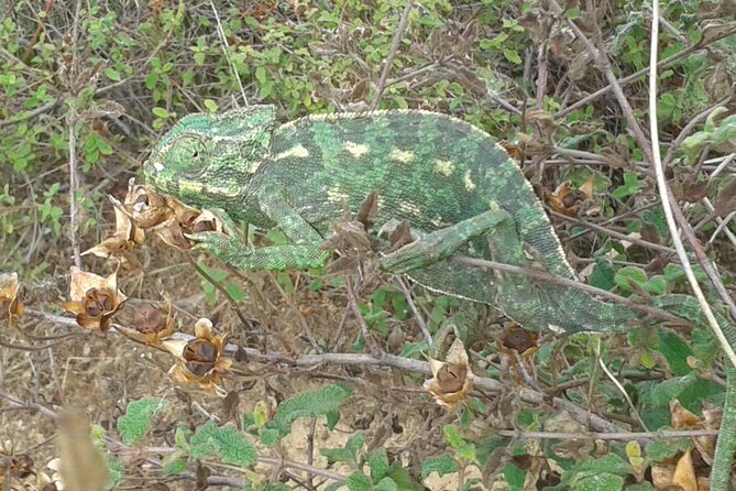 Half Day Walking Tour in Ria Formosa Nature Park - Tour Inclusions and Amenities
