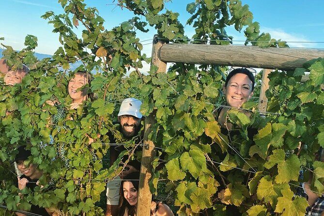 Half-Day West Kelowna Afternoon Wine tour - The Experience: What Youll Feel and See