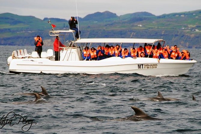 Half-Day Whale and Dolphin Watching Tour in Ponta Delgada - Meeting and Pickup