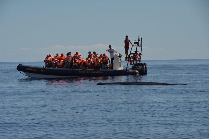 Half-Day Whale and Dolphin Watching Tour in Ponta Delgada - What to Expect